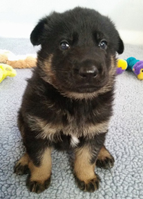 Azog z Glaurung german shepherd young pup